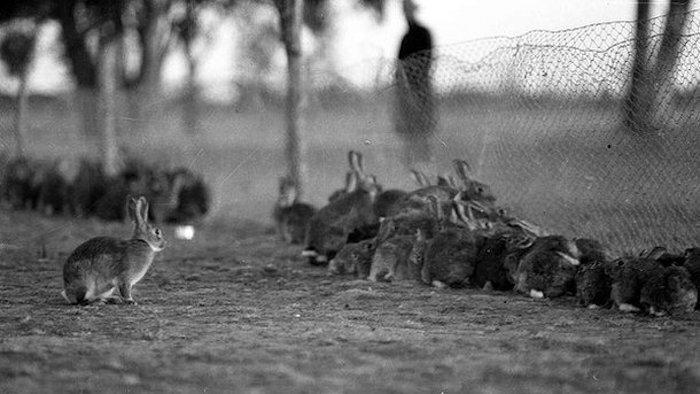 Rabbit-Proof Fence Australia