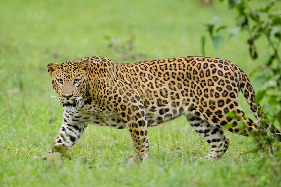 Mundakayam Punchavayal Leopard Spotted