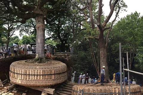 Relocating trees