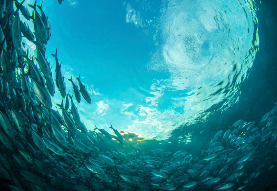 Ocean