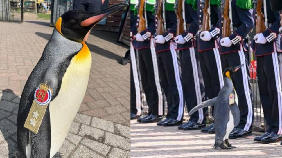 Sir Nils Olav