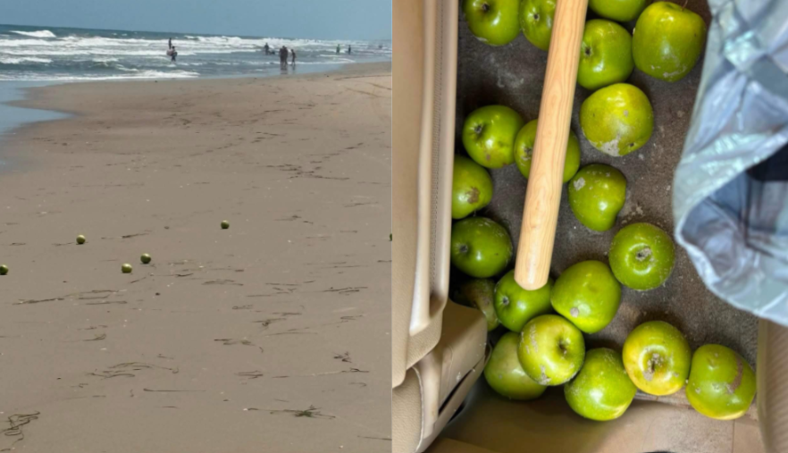 apples