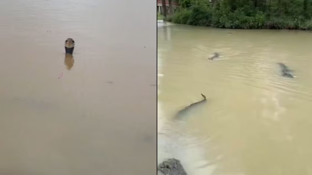 snake escape