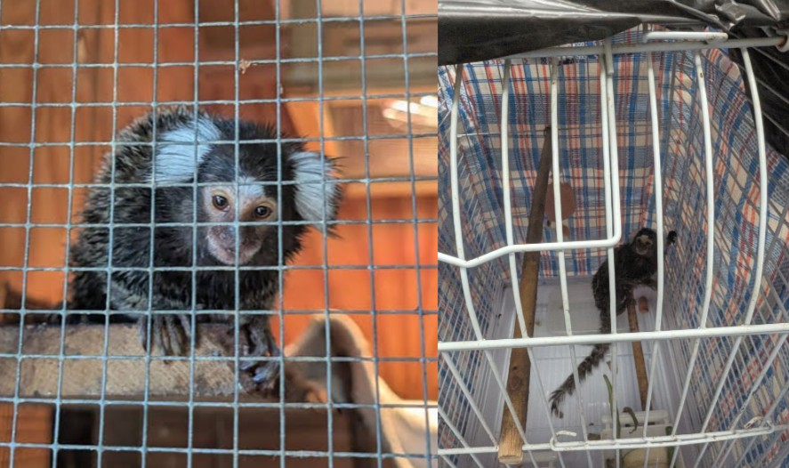 London Bus Monkey Rescue
