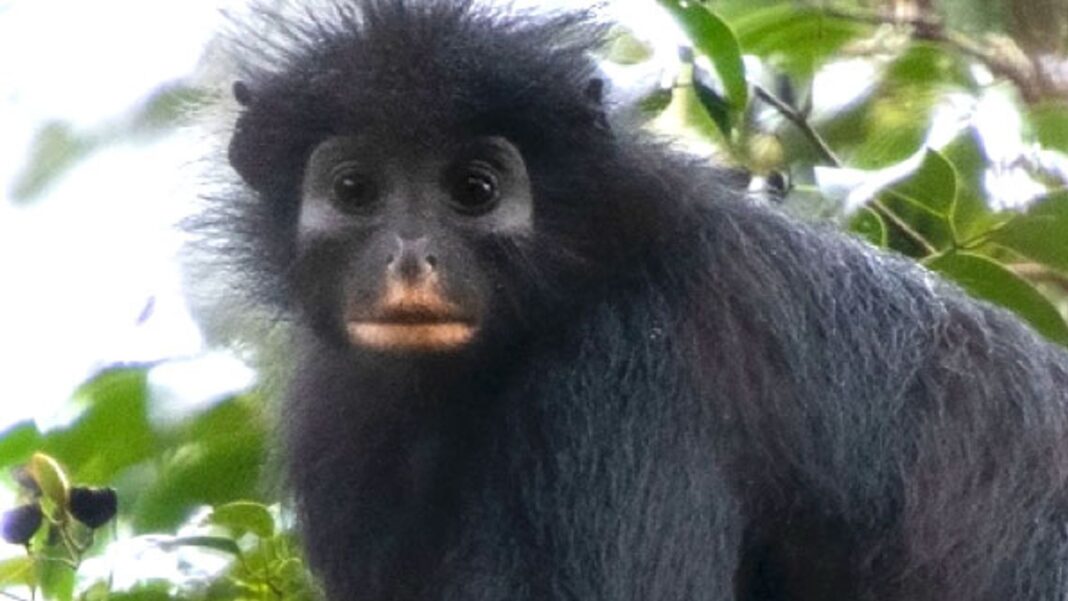 Congo New Monkey Species