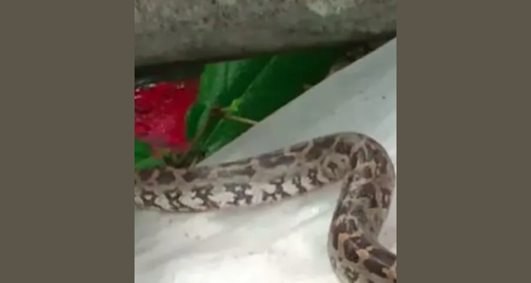 Haritha Karma Sena live python